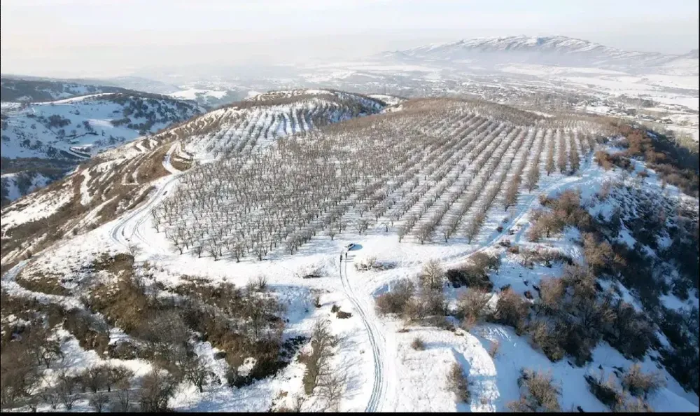 Пейзаж с заснеженными участками и деревьями