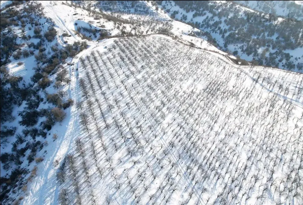 Вид на ряды деревьев на заснеженной земле