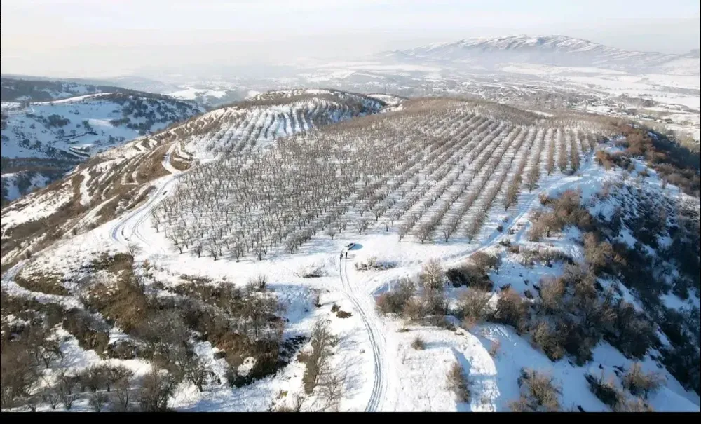 Заснеженные холмы с рядами деревьев