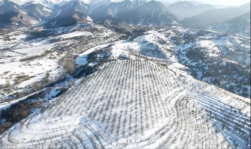 Вид на сельскую местность с засаженными холмами в снегу