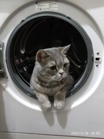 Котик, выглядывающий из барабана стиральной машины, с серой шерстью и большими глазами