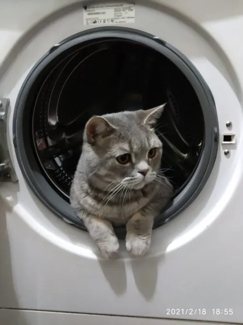 Котик, выглядывающий из барабана стиральной машины, с серой шерстью и большими глазами