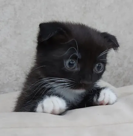 Котенок черного цвета с белыми лапками и большими глазами, лежит на фоне травы