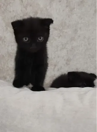 Котенок черного цвета с белыми лапками и большими глазами, лежит на фоне травы