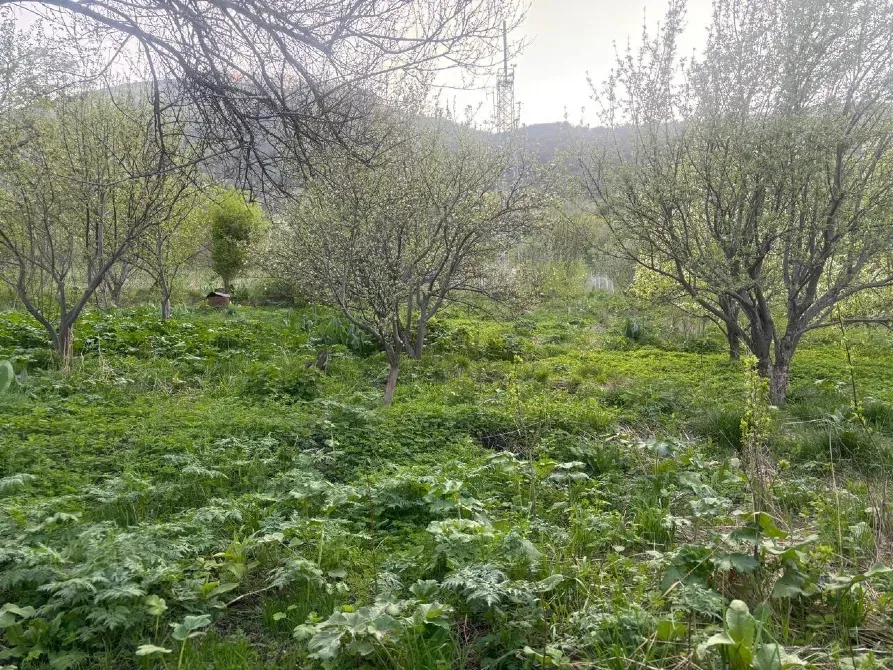 жасыл өсімдіктер мен ағаштары бар жер учаскесі