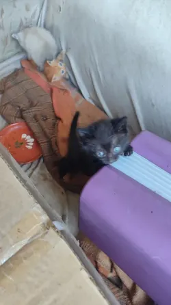 Котята с голубыми глазами на покрывале