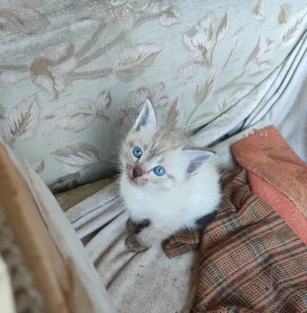 Котята с голубыми глазами на покрывале