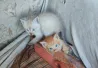 Көк көзді котяттар жастықта