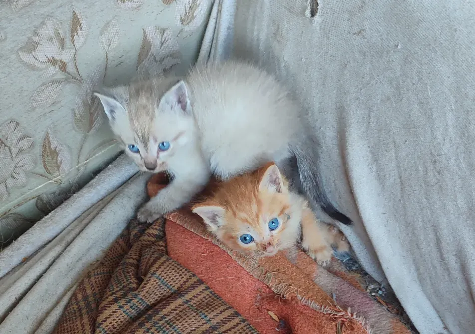Котята с голубыми глазами на покрывале