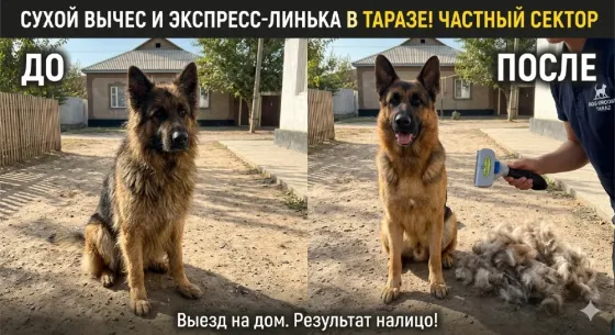 Сравнение собаки до и после груминга, результат чистки шерсти