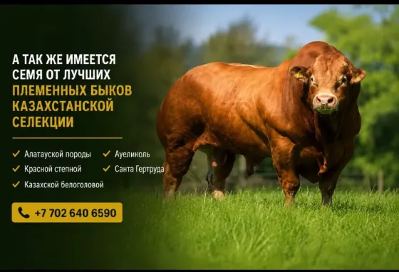 искусственное осеменение коров на ферме