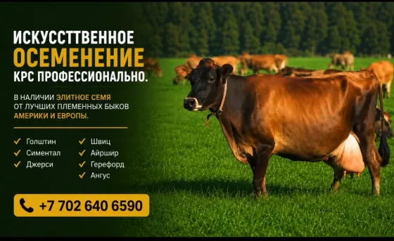 искусственное осеменение коров на ферме