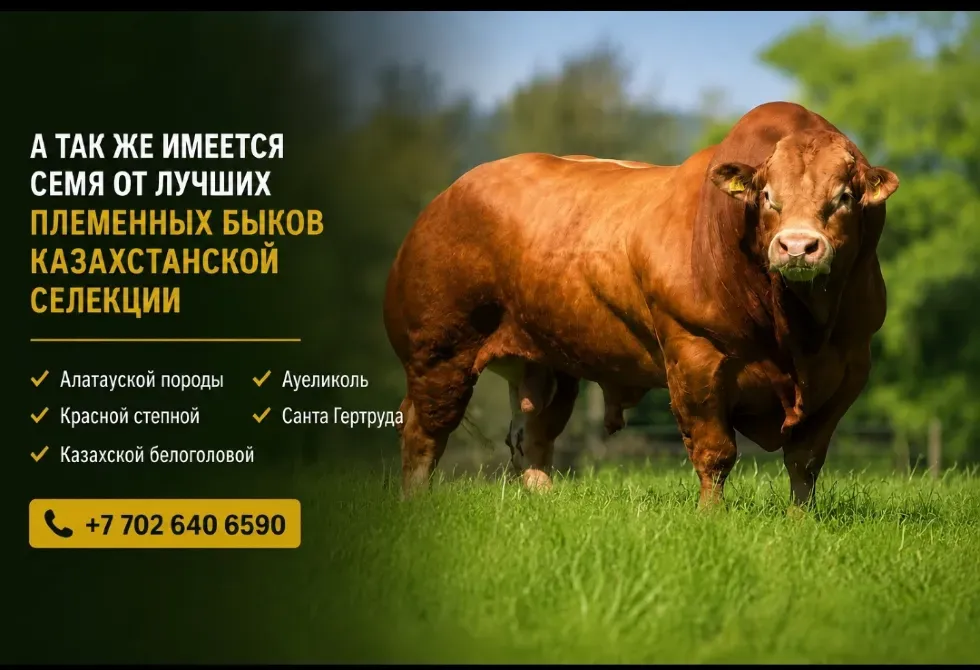 племенные быки казахстанской селекции