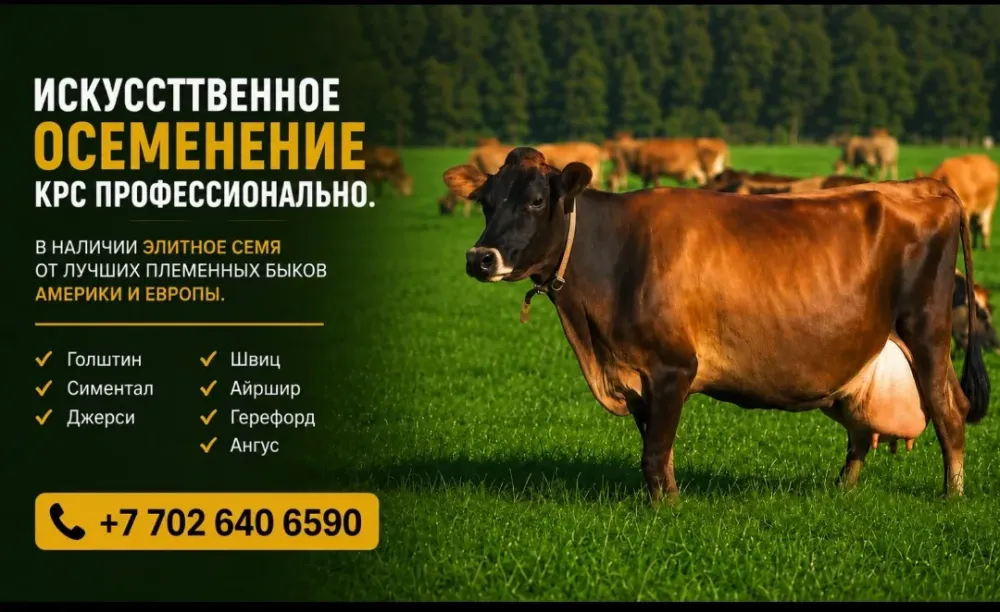 искусственное осеменение коров на ферме