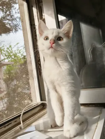Котенок стоит у окна с солнечным светом