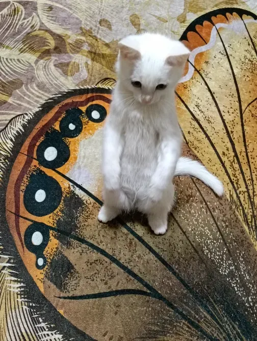 Ақ котенок еденде, көбелек суретінің жанында тұрып жатыр