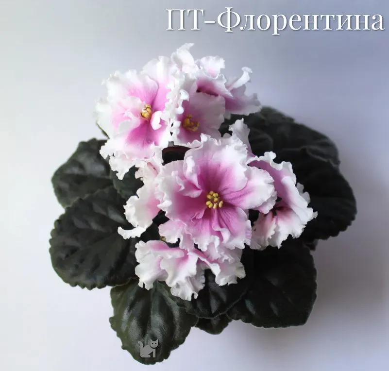 Фиалка с розовыми цветами и белыми краями