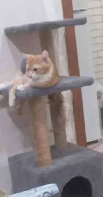 Кот на когтеточке