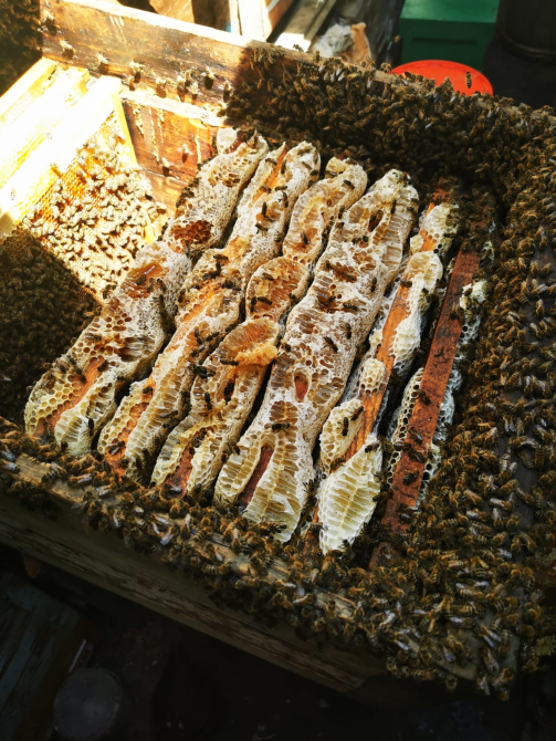 рамка с сотами и пчелами